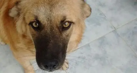 Perra encontrada