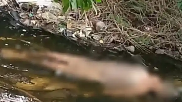 DEGOLLADA Y DESNUDA: hallado cuerpo de una joven en una canal en Aragua