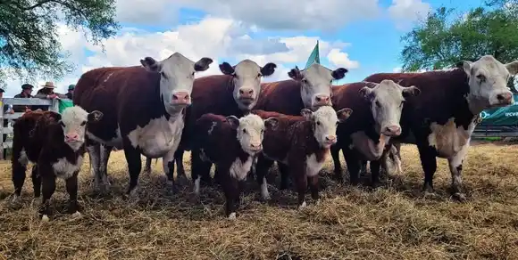 Cuota Hilton: Se distribuyó la exportación de carne vacuna menos arancelada desde Argentina a la Unión Europea