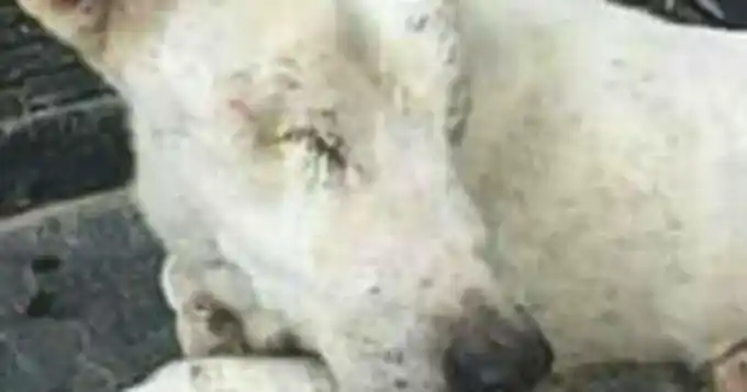 Imperdonable: Se divierten cosiéndole los párpados a dos perros