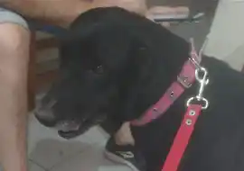 Buscan a Juana