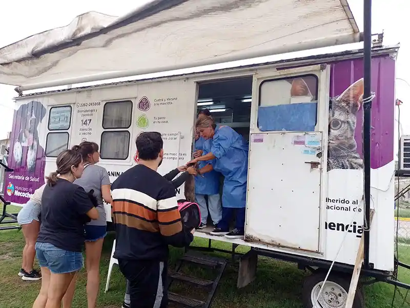 Castración de perros y gatos