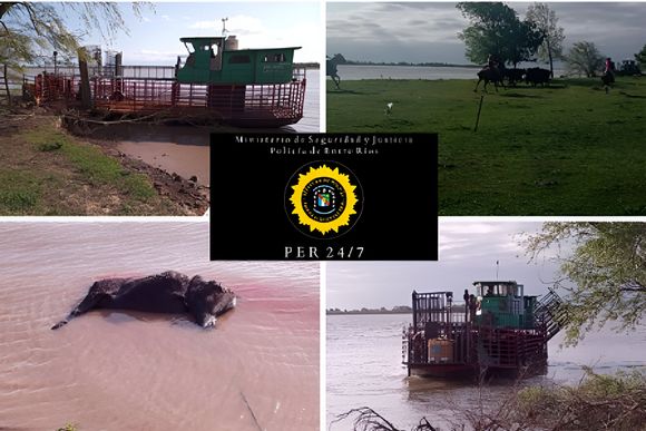 Secuestraron más de 50 vacas robadas a un político entrerriano en islas arrendadas por la familia Alsogaray