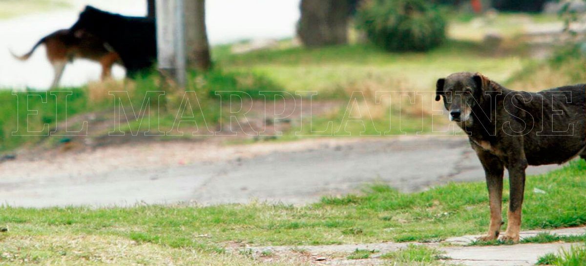 Hay 13 mil perros callejeros en Mar del Plata