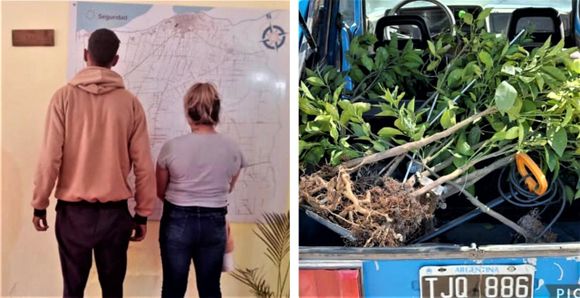 Aprehendieron a pareja de delincuentes que robaron plantas a un productor