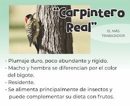 carpintero