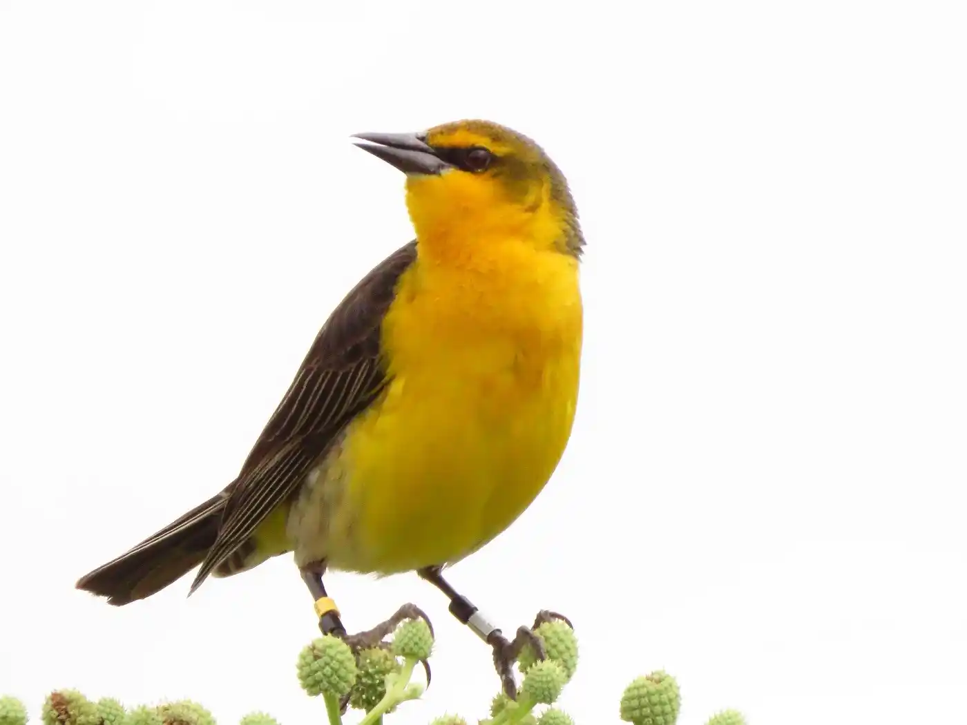 Provincia se incorpora a la mesa de trabajo para la conservación del tordo amarillo
