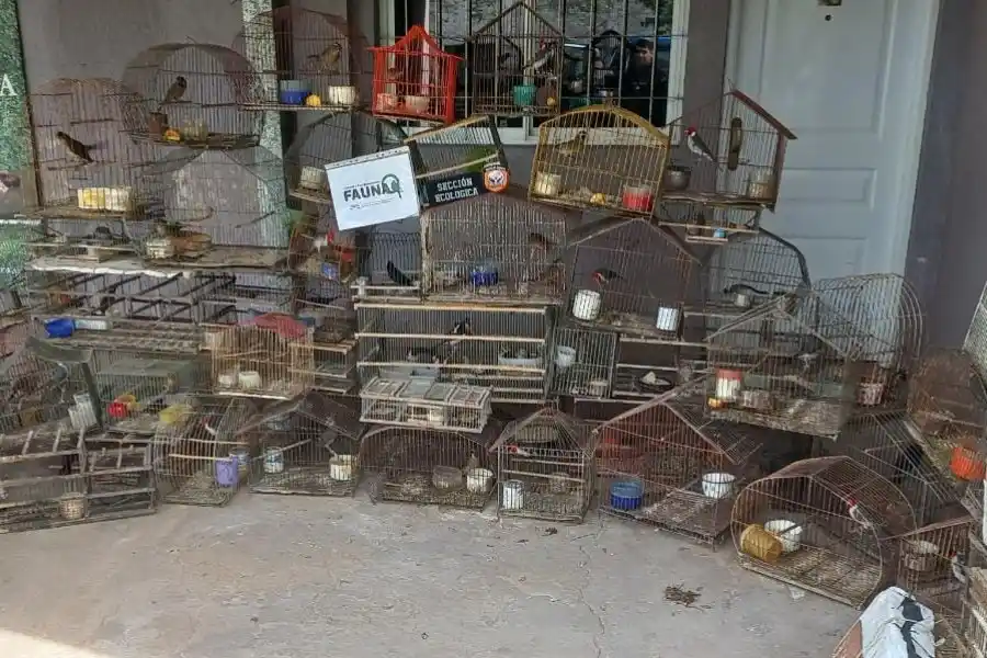 Secuestraron más de 70 aves autóctonas, jaulas y tramperas en el Departamento San Jerónimo