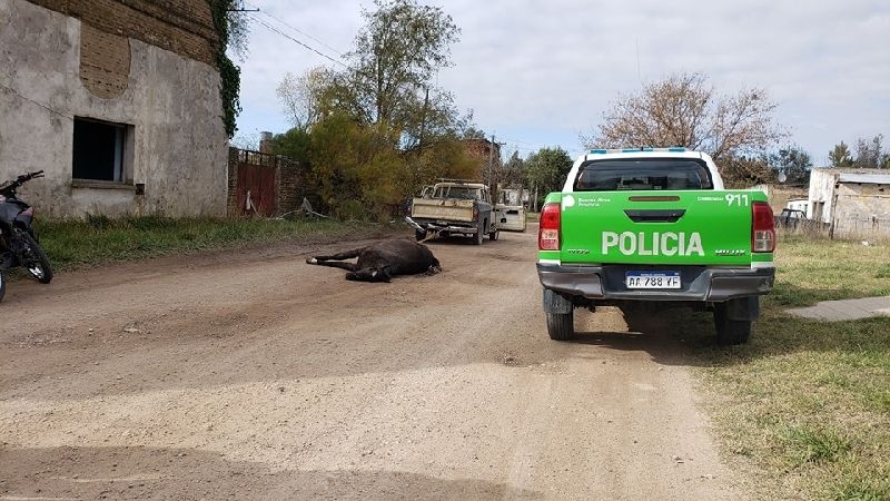 Coronel Pringles: Lo multaron por llevar un caballo muerto a la rastra con su camioneta