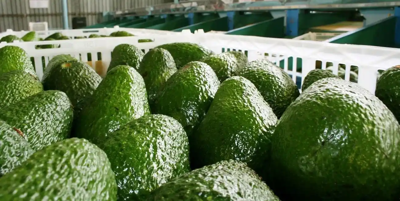 Este documento es el único válido para amparar el tránsito de productos, subproductos y derivados de origen vegetal, nacionales o importados.