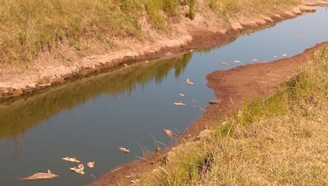 Piden investigar la muerte de peces en Lincoln