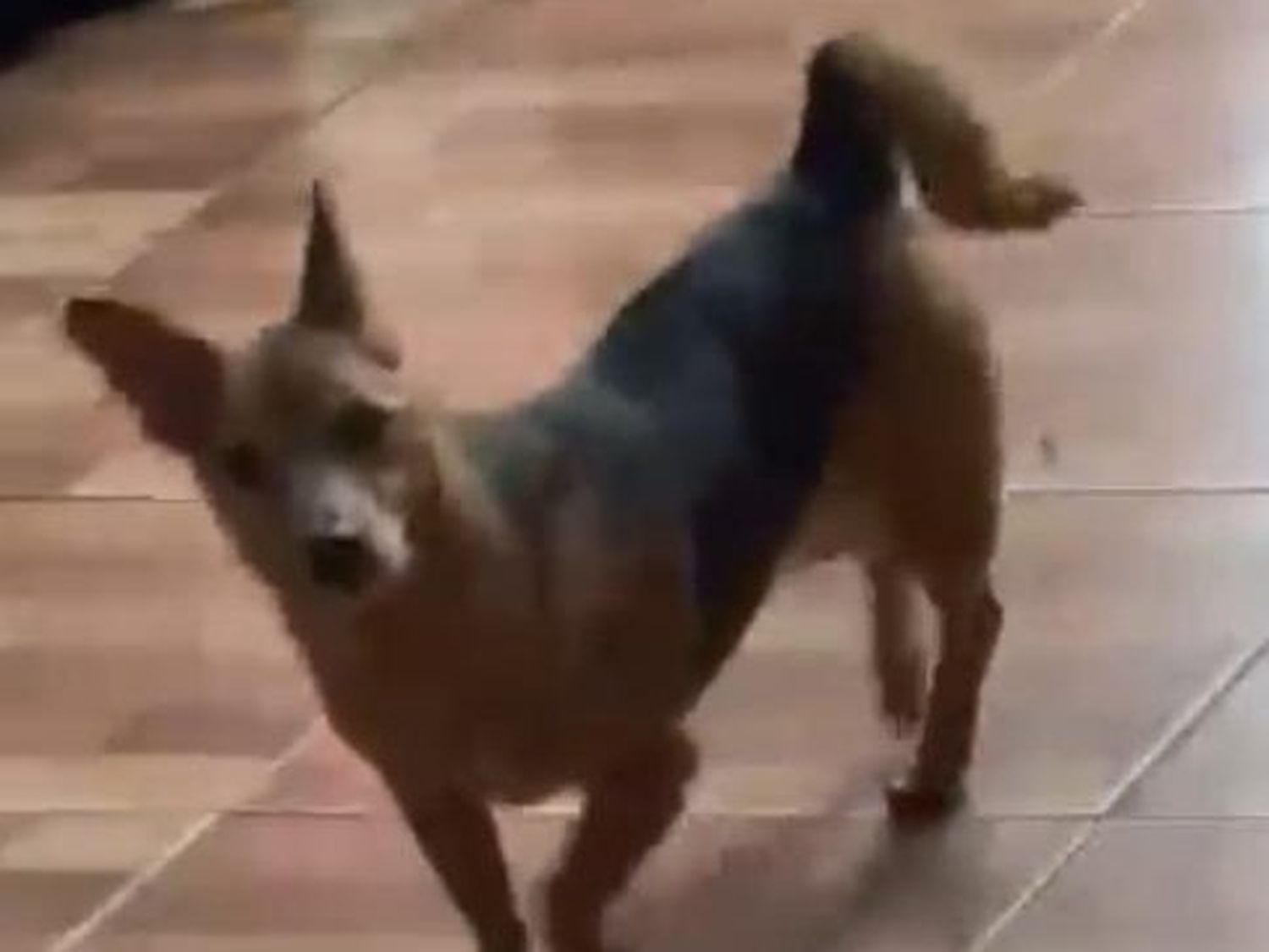 Perra perdida: se extravió por la zona de Rafael Obligado al 1100