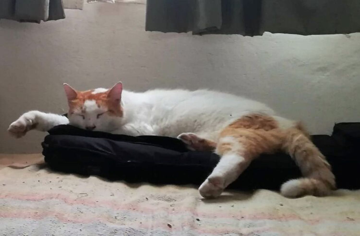 Apareció el gato llamado “Bebé”