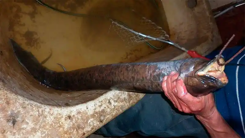 Explicaron el origen del pez con "dientes de humano" hallado en el río Paraná 