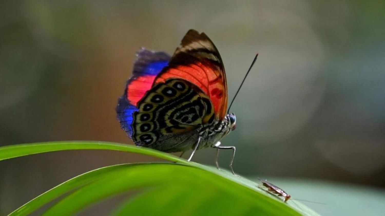 Conoce cómo las mariposas son «bioindicadoras» del cambio climático y por qué cada día hay menos