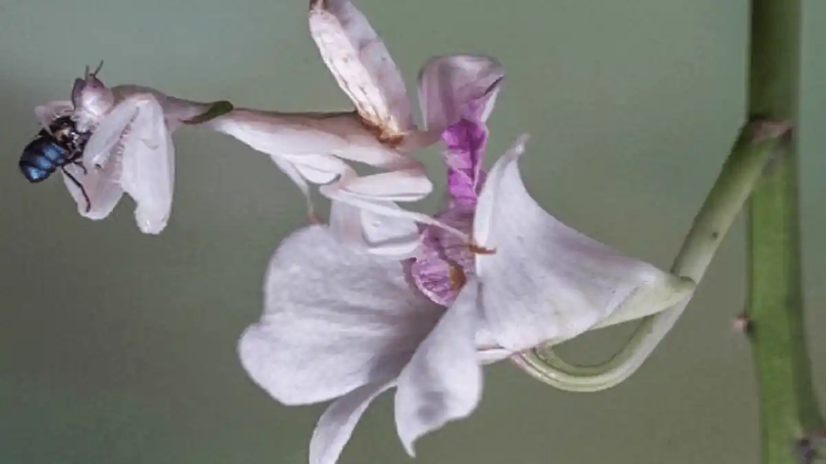 MANTIS ORQUÍDEA:  insecto muy hermoso pero letal