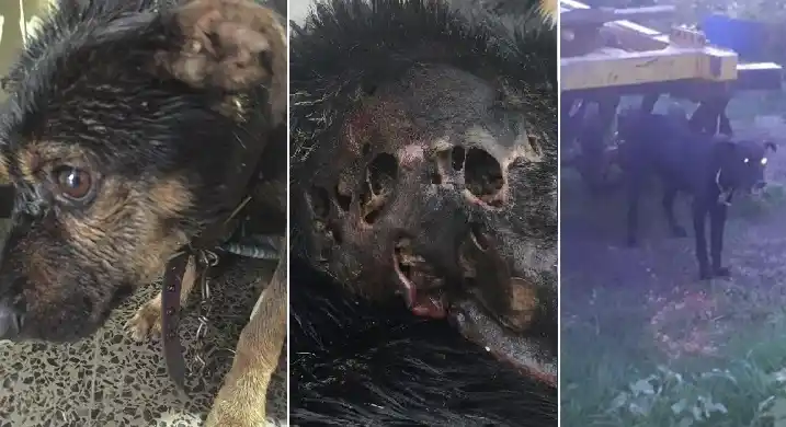 Rescataron a un perro atado y abandonado, pero murió cuando era atendido