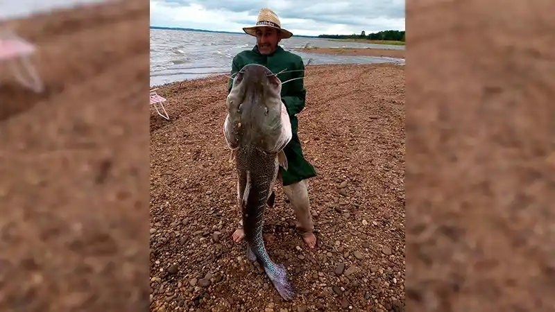 Pescó un gigantesco surubí de 52 kilos