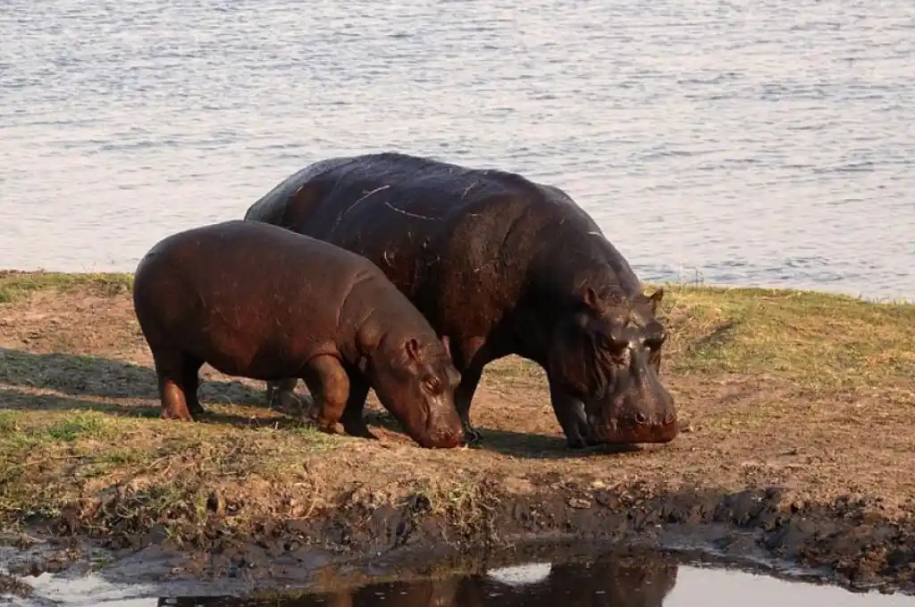 Dos hipopótamos de un zoo belga dan positivo por coronavirus