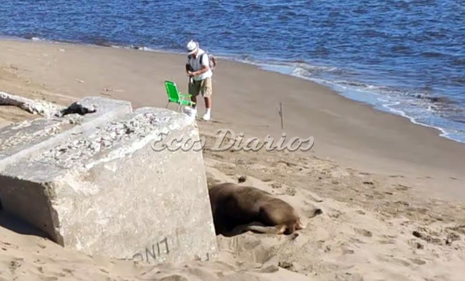 Lobos marinos. Hay gente que se acerca mucho