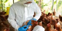 Preparan protocolos contra la influenza aviar para la Campaña argentina de verano en la Antártida