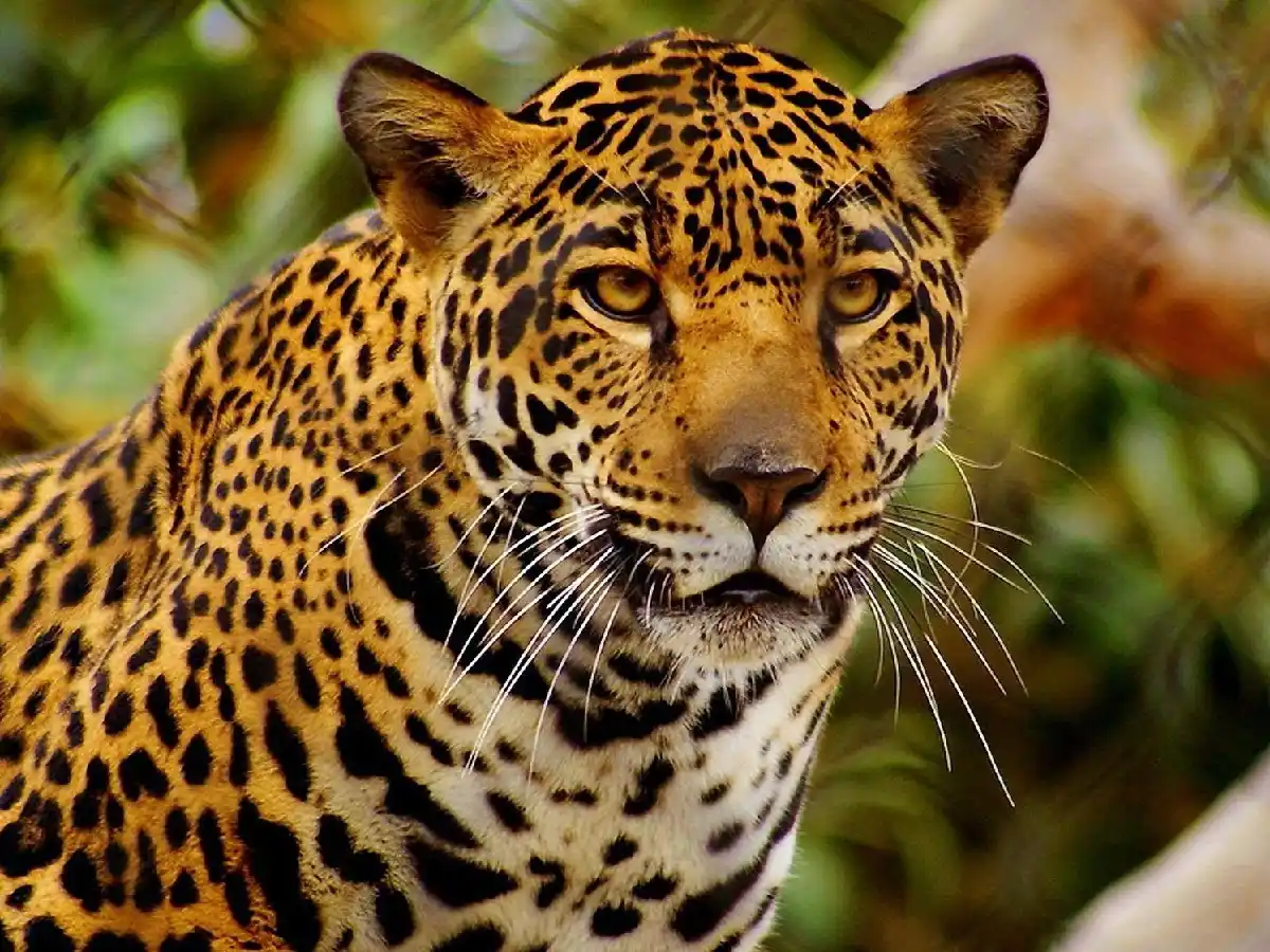 La Argentina y Brasil aúnan esfuerzos para salvar al Yaguareté