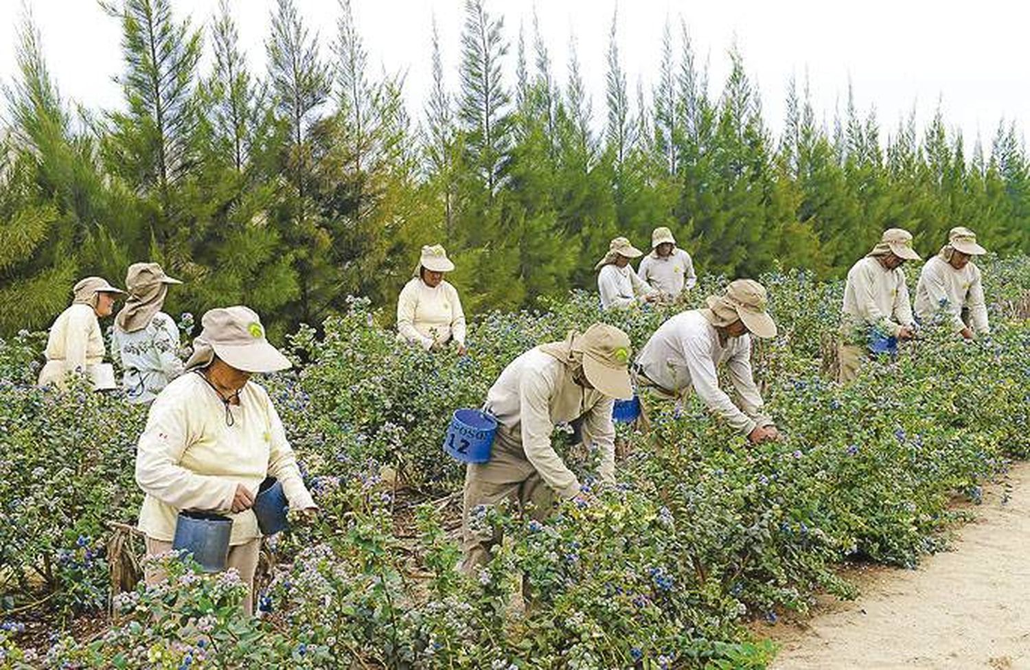 Estado y productores trabajan para prevenir trabajo infantil en el arándano