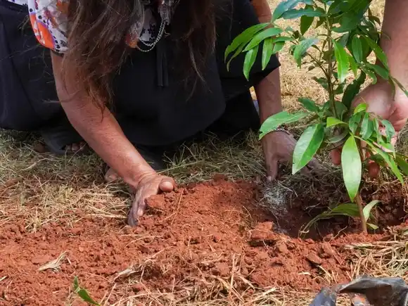 Plantan 100.000 árboles nativos en Misiones para restaurar un ecosistema amenazado