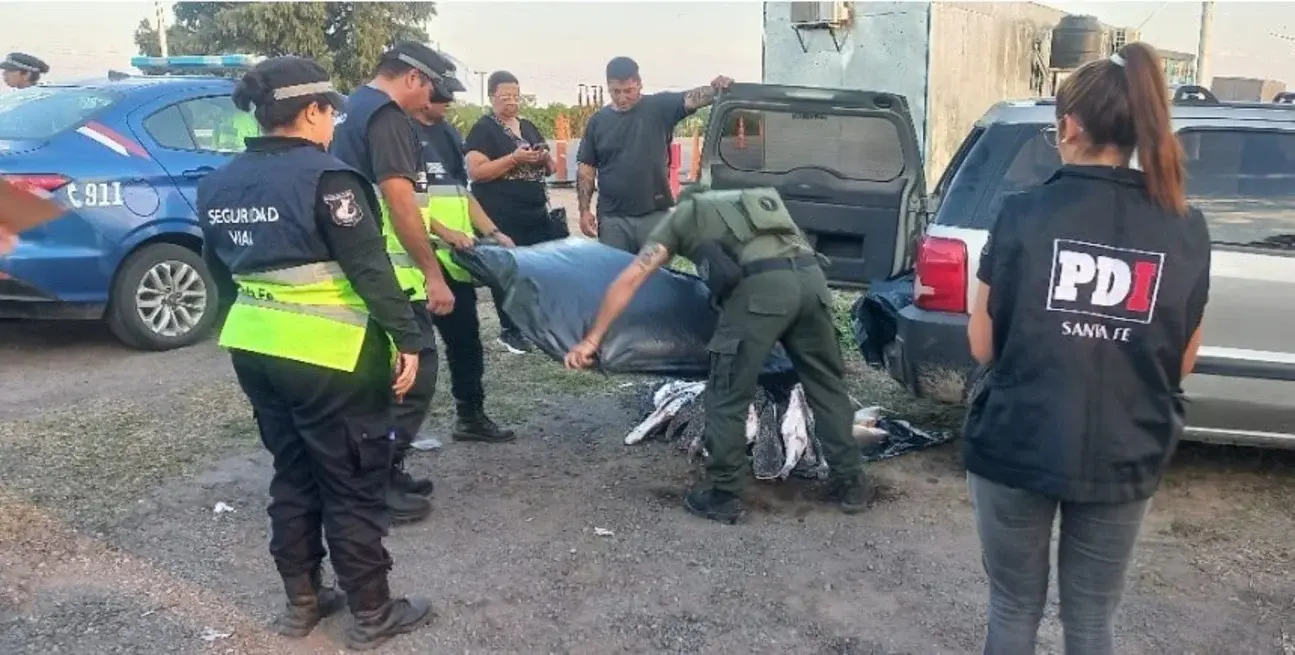 ¿Para abrir una pescadería?: lo atraparon trasladando bogas, surubís, mandubés, dorados y otros sin cadena de frío