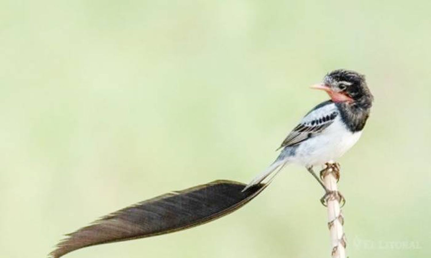 El �Syetapá de collar⬝ es declarado Monumento Natural