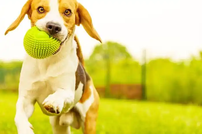 Recomendaciones durante el aislamiento de nuestras mascotas