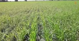 La superficie sembrada de trigo entrerriano sería la segunda más importante de los últimos 18 años