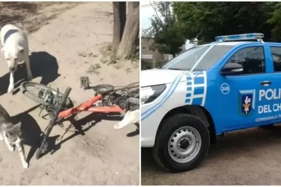 Un nene de 13 años iba a la escuela, sufrió un feroz ataque de una jauría de perros y fue hospitalizado