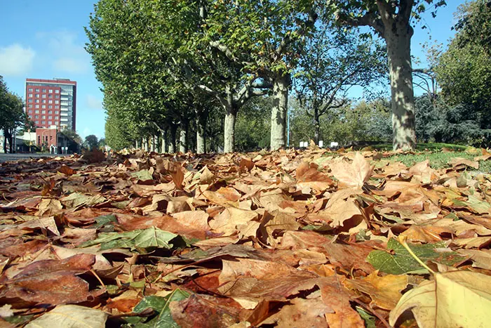Hoy comienza el otoño