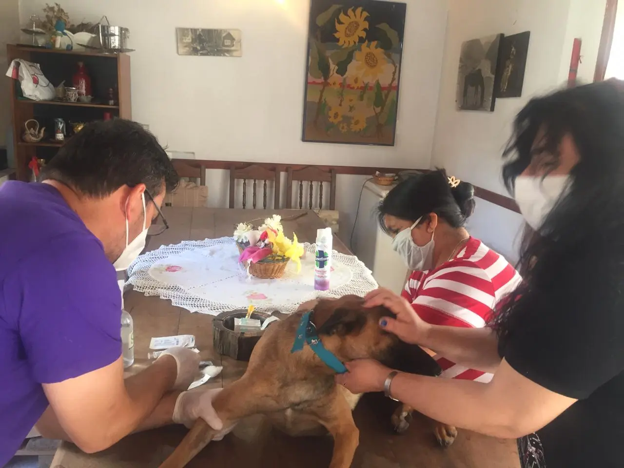 Bromatología controla anticuerpos en mascotas de familias que tuvieron coronavirus
