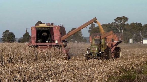 Entre Ríos alcanzó la mayor superficie de siembra de maíz en 20 años