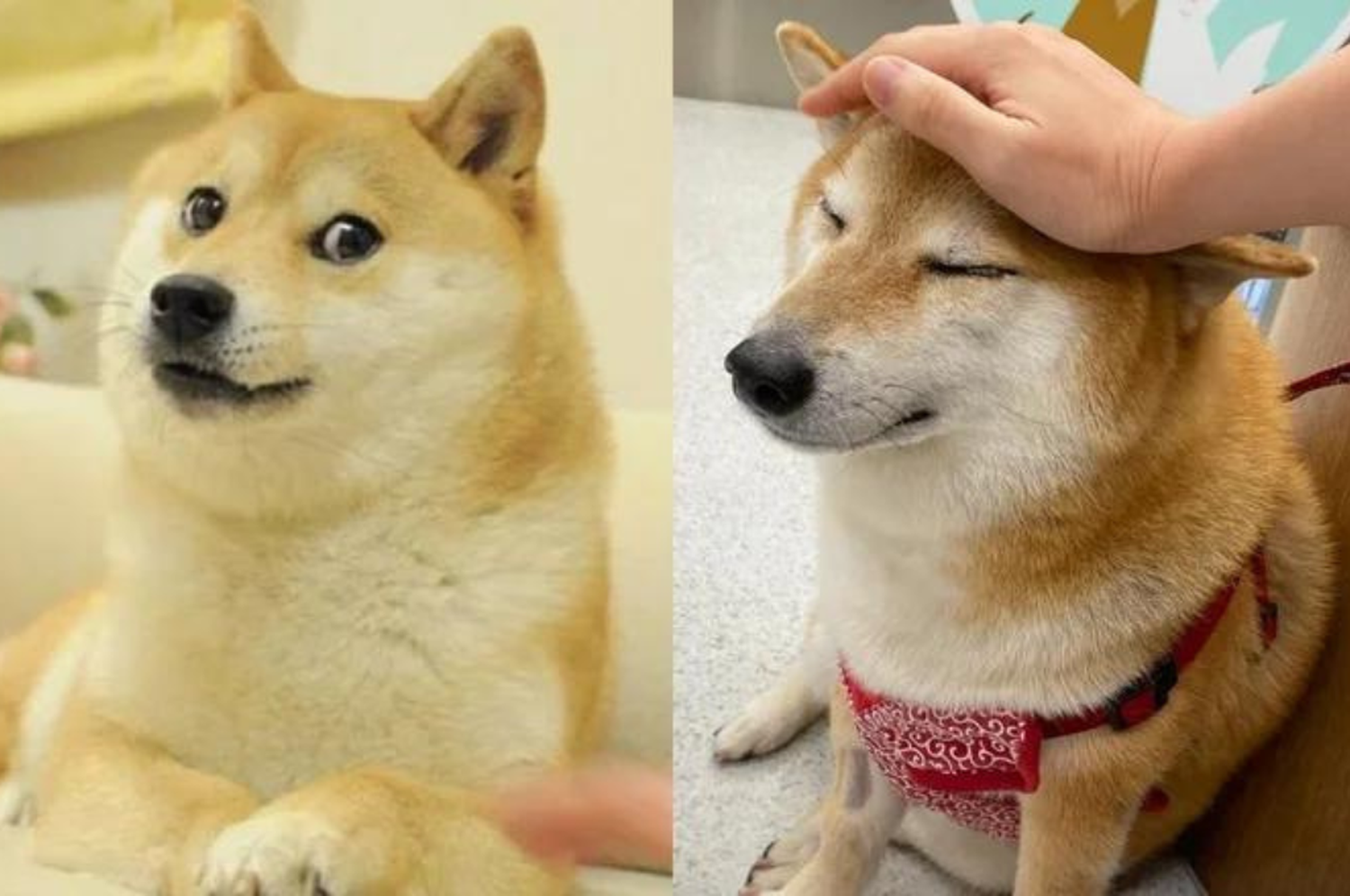 El can raza Shiba Inu disfrutó de los beneficios de la fama y el amor de sus millones de seguidores