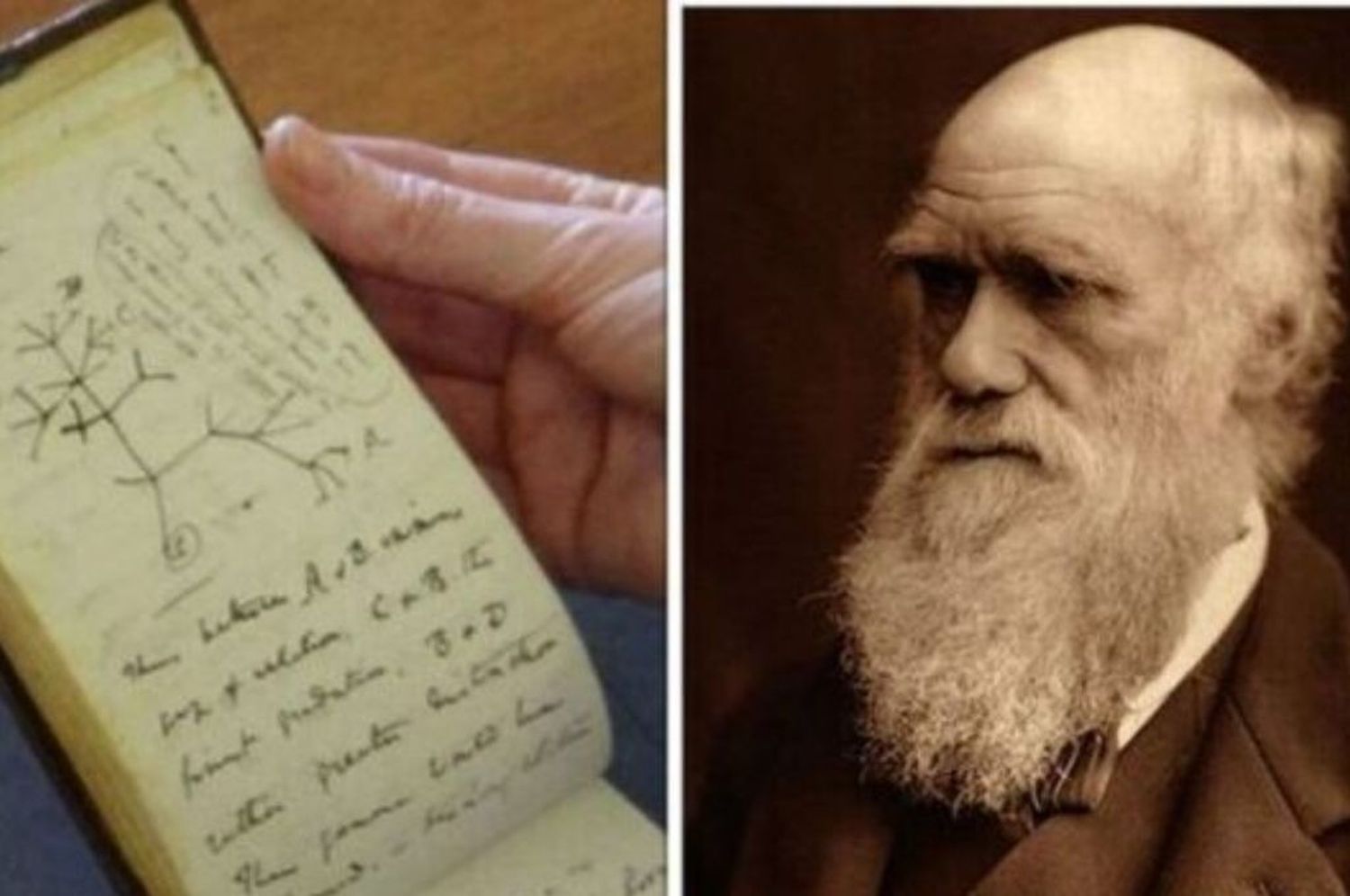 Devuelven los manuscritos de Charles Darwin perdidos y dejan una tarjeta al bibliotecario