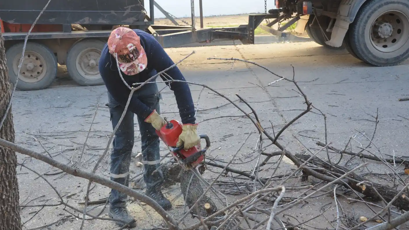 Semana de poda en diferentes barrios.