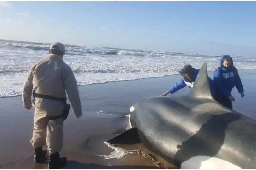 Tres orcas debieron ser rescatadas de las costas bonaerenses