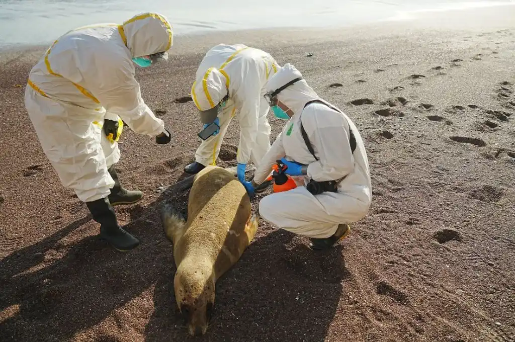 Coordinan estrategias y acciones sanitarias de contención del brote