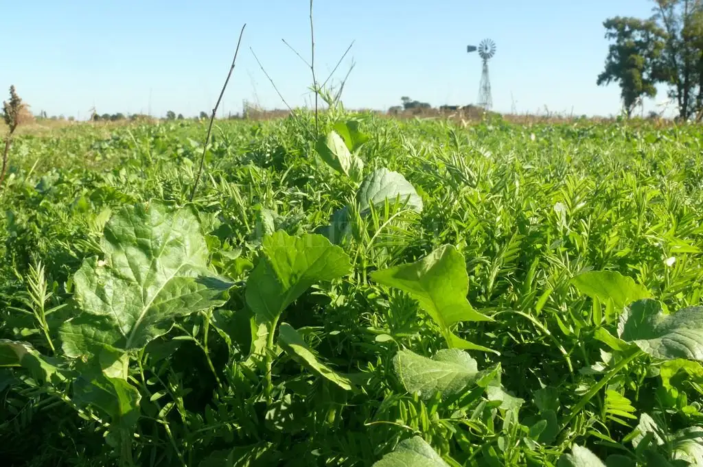 Siempre verde, el “paquete natural” para la re-evolución agrícola