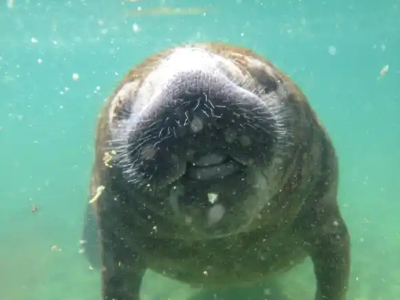 Conozcan a la tierna MANATÍ BEBÉ que fue rescatada tras perder a su mamá