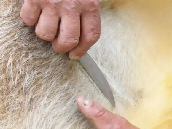 Fucofa detectó una especie de garrapata que puede afectar la salud de las personas