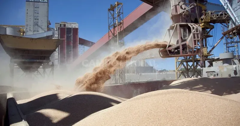 Son varios los factores que se superponen para justificar la decisión de los productores.
