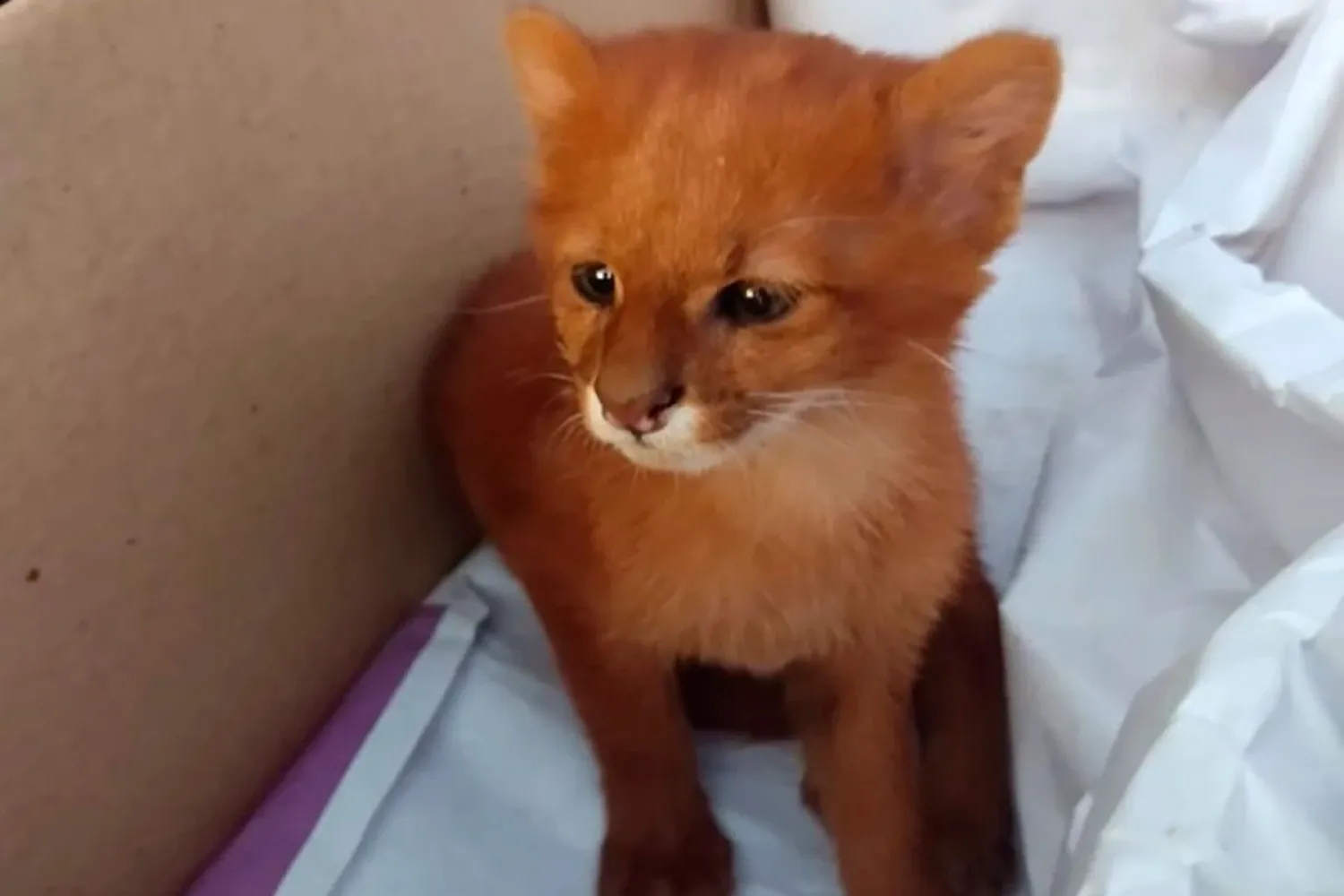 Rescatan cría de Puma Yaguarundí en Entre Ríos: fue hallado en la banquina de la ruta