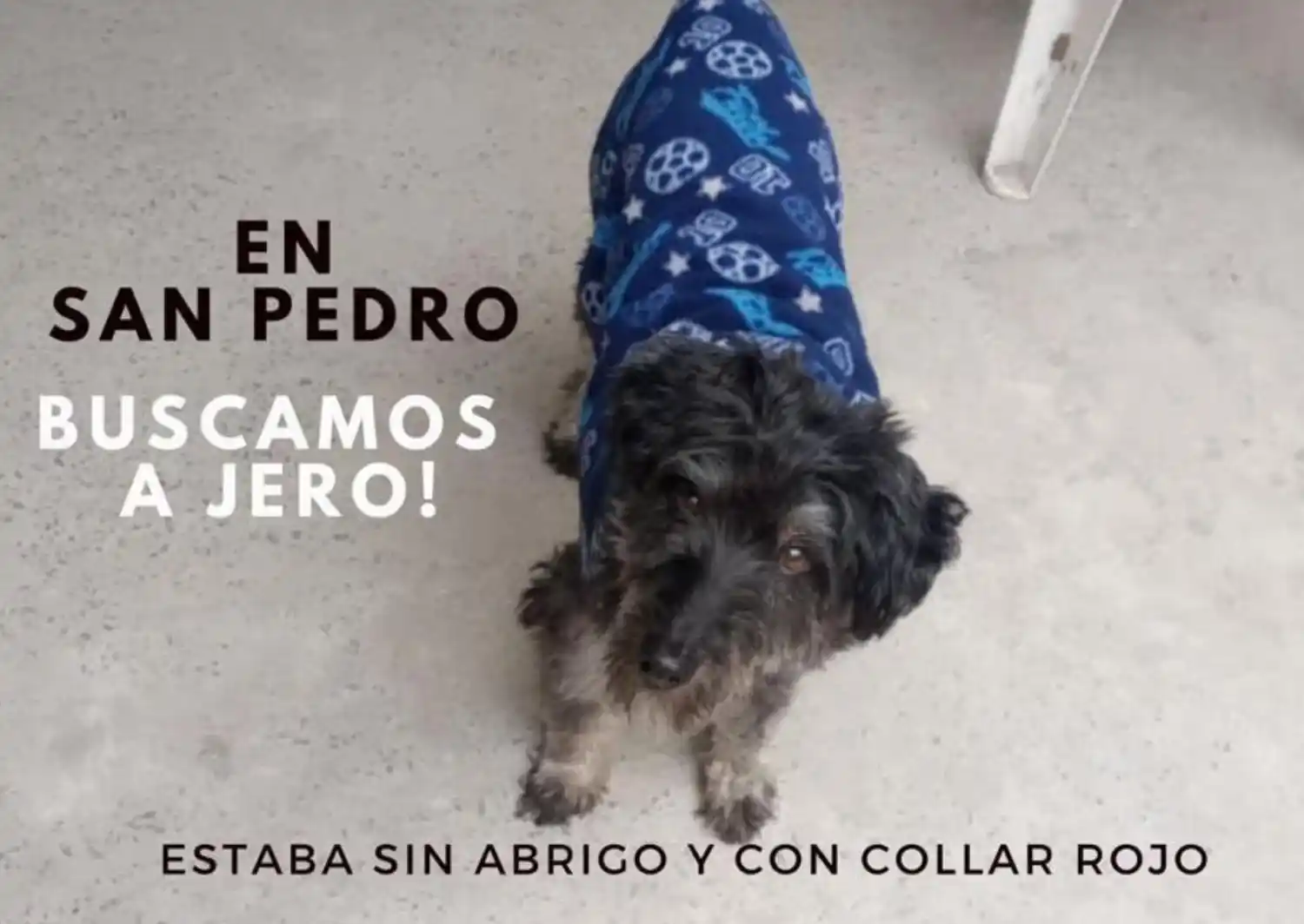 Dueños buscan a Jeroponzio: "Estaba sin abrigo y con collar rojo"