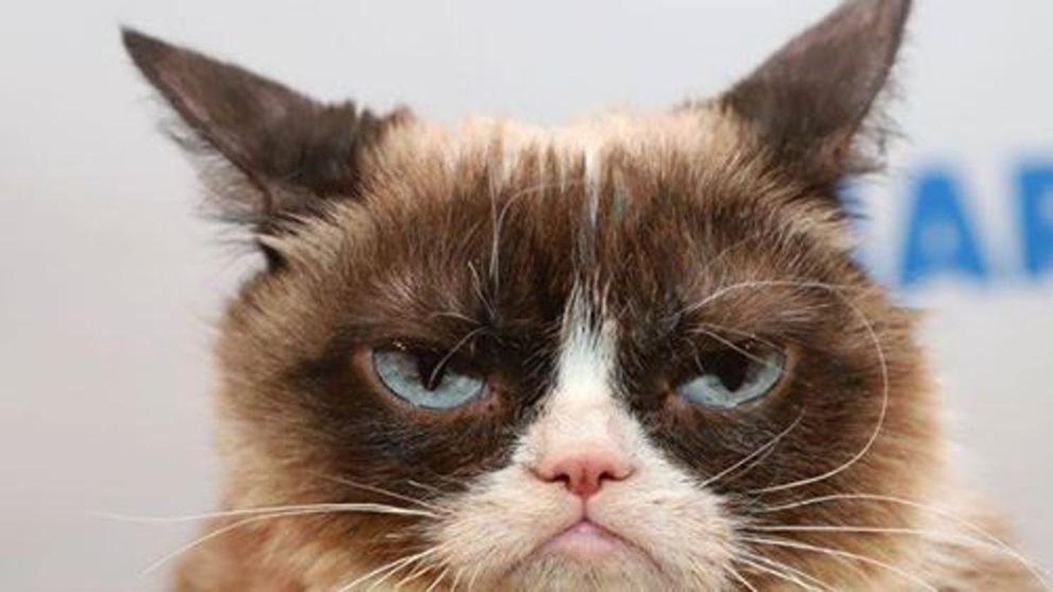 Murió "Grumpy Cat", la gata más famosa de internet