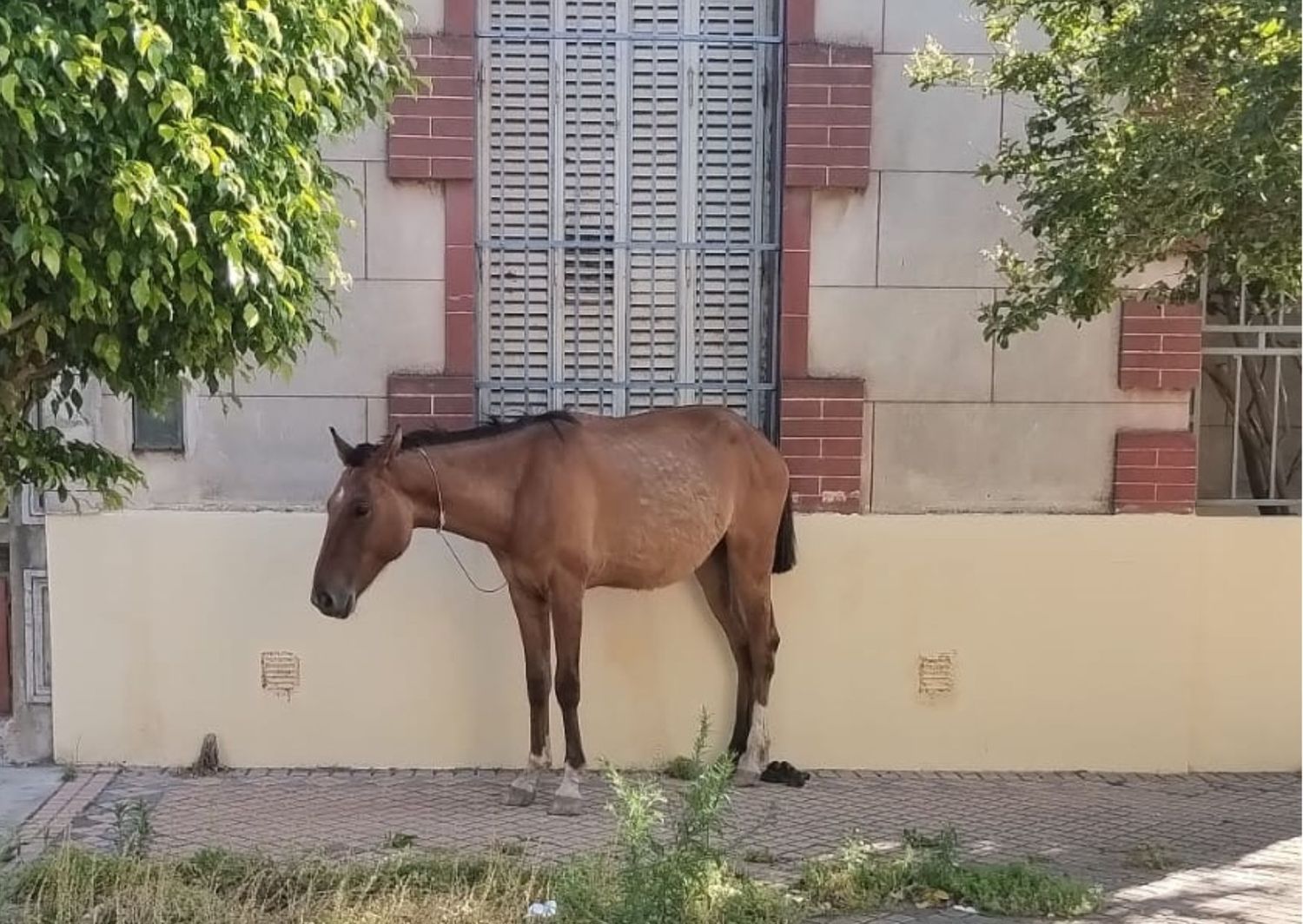 Reclamos por un caballo atado en Belgrano y Liniers