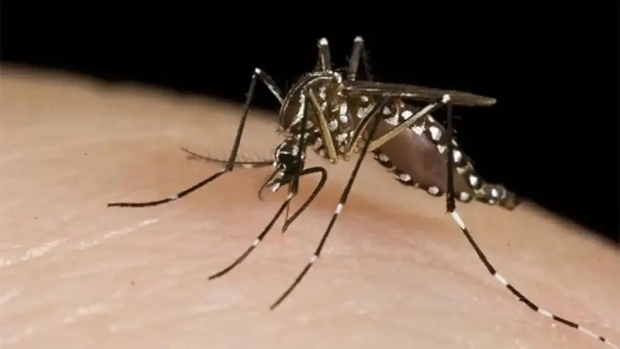 La Argentina rompió la barrera de los 230.000 casos de dengue